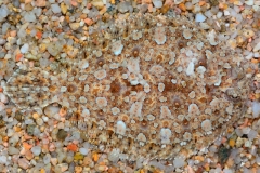 g_1