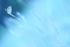 e_5