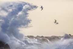 Gulls in storm
