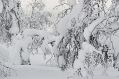 Willow Grouse (Lagopus lagopus) Inari Kiilopää Finland January 2015
