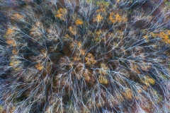 20170007486014210