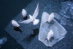 Lind Johan ( Swedish ) - Black-headed gulls on ice. || Highly commended