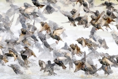 Marchi Franco ( Italian ) - Starlings in flight after bathroom || Highly commended