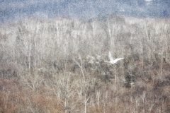 Gaiotti Marco ( Italian ) - Whooper swan in Hokkaido  || Runner up