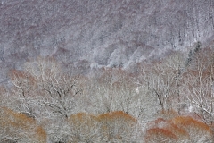 Tavolaro Silvio ( Italian ) - Winter forest || Highly commended