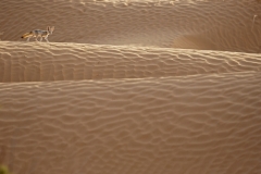 Preau Louis-Marie (  ) - The Fennec Adult hunt in the dunes || Highly commended