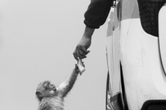 Gatto Saverio ( Italian ) - A Helping Hand || Category winner