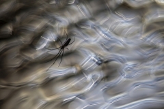 Juhani Kosonen ( Finnish ) - A Spider´s Beach Place || Highly commended