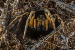 Aznar González de Rueda Javier ( Spanish ) - Wolf Spider on the enter of the hole || Highly commended