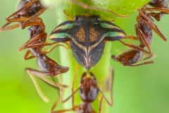 Aznar González de Rueda Javier ( Spanish ) - Ants protecting a treehopper || Highly commended