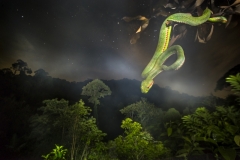 Kobori Attila ( Austrian ) - Nocturnal viper || Highly commended