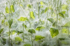 Bosboom Theo ( Dutch ) - Nettles covered in web || Highly commended