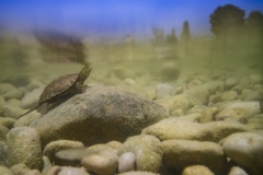 Albiac  Laura ( Spanish ) - Spanish pond turtle || Runner up