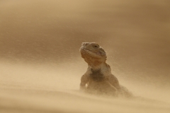 Victor Tyakht - RUSSIA - Ritratto in una tempesta di sabbia / Portrait in sand storm || Highly commended