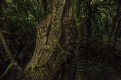 Anton Sorokin - USA - Lucertola amazzonica / Amazon wood lizard  || Highly commended