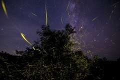 Viraj Ghaisas - INDIA - Il festival delle lucciole / Festival of fireflies || Highly commended