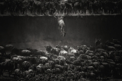 Nicole Cambre - BELGIUM - La grande migrazione  (Atto di fede) / The great migration (Leap of faith) || Highly commended