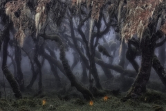 Marco Gaiotti - ITALY - La foresta cupa / The dark forest || Highly commended