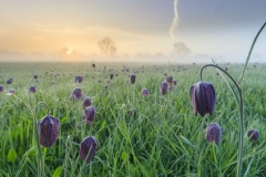 Johan van der Wielen - THE NETHERLANDS - Campo con fritillarie / Fritillaria field || Highly commended