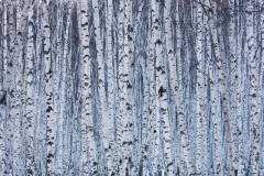 Rudi Sebastian - GERMANY - Ricordi di una foresta zebrata / Memories of a zebra forest || Highly commended