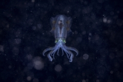 Claudio Ceresi - ITALY - Calamaro diamante / Diamond squid || Highly commended