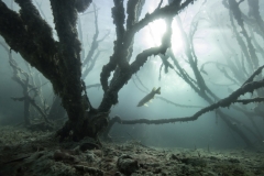 Jose Pesquero - SPAIN - Foresta sott'acqua / Underwater forest || Highly commended