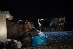 David Hup - THE NETHERLANDS - Cena familiare / Family dinner || Highly commended