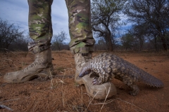 Neil Aldridge - SOUTH AFRICA - Il pangolino e la sua guardia  / Pangolin and his protector || Highly commended