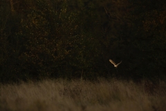 Ewan Crosbie - United Kingdom - Barbagianni a caccia dall'ombra / Barn Owl hunting from the shadows || Runner-up