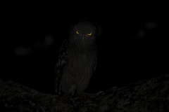 Asela Karunaratne - SRI LANKA - Visione notturna / Night vision || Highly commended