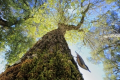 Andrés Luis Domínguez Blanco - SPAIN - Picchio muratore e quercia lusitana / Eurasian nuthatch and Portuguese Oak || Category winner