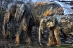 David Santiago - SPAIN - Elefante africano di foresta, madre e giovane / African forest elephant, mother and calf || Absolute winner