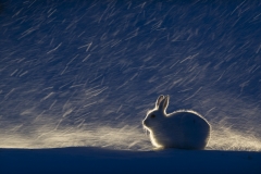 Erlend Haarberg - NORWAY - Lepre variabile / Mountain hare || Highly commended