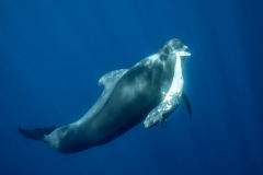 Franco Banfi - SWITZERLAND - Globicefalo / Pilot whale || Highly commended