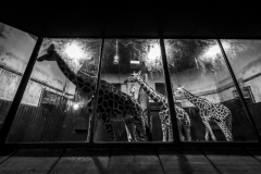 Miguel Rubio - SPAIN - Lo zoo di Madrid / Madrid zoo || Highly commended