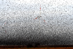 Istvan Kerekes - HUNGARY - Orde di storni / Starling horde || Highly commended