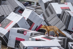 Marcin Dobas - POLAND - Volpe cittadina / Urban Fox || Highly commended