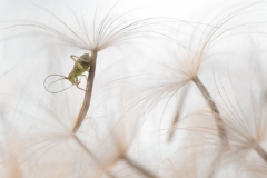 Nicolas de Vaulx - FRANCE - Leggerezza / Weightlessness || Highly commended