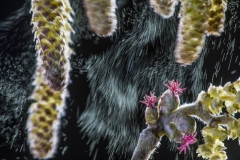 Roberto Zanette - ITALY - Impollinazione in Corylus avellana / Pollination of Corylus avellana || Highly commended