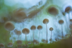 Imre Potyó - HUNGARY - Esercito di funghi / Mushroom army || Highly commended