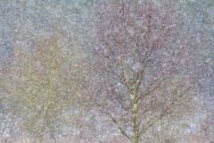 Johan Van De Watering - THE NETHERLANDS - Colori d'inverno / Winter colours || Highly commended