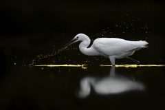 Anton Trexler - GERMANY - Garzetta a caccia / Little egret hunting || Highly commended