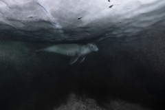 Wojciech Nawrocki - POLAND - Sotto l'iceberg / Under the iceberg || Highly commended