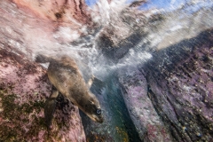 Francesco Visintin - ITALY - Nell'acqua bassa / In the shallows || Category winner