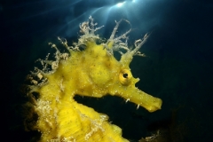 Adriano Morettin - ITALY - Cavalluccio marino / Seahorse || Highly commended