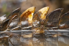 Premel Vincent - FRANCE - Pericolosa convivenza / Dangerous cohabitation || Highly commended