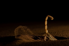 Raul Sitaram - INDIA - Scorpione mentre scava / Burrowing behavior of scorpion || Highly commended