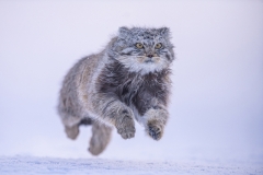 Medem Ignacio - SPAIN - Gatto delle steppe in volo / Flying cat || Highly commended