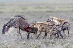 Rizzato Pierluigi - ITALY - La caccia delle iene / Hyenas chase || Highly commended