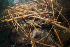 Shanin Sergey - RUSSIA - Castoro sott'acqua / Beaver underwater || Runner-up